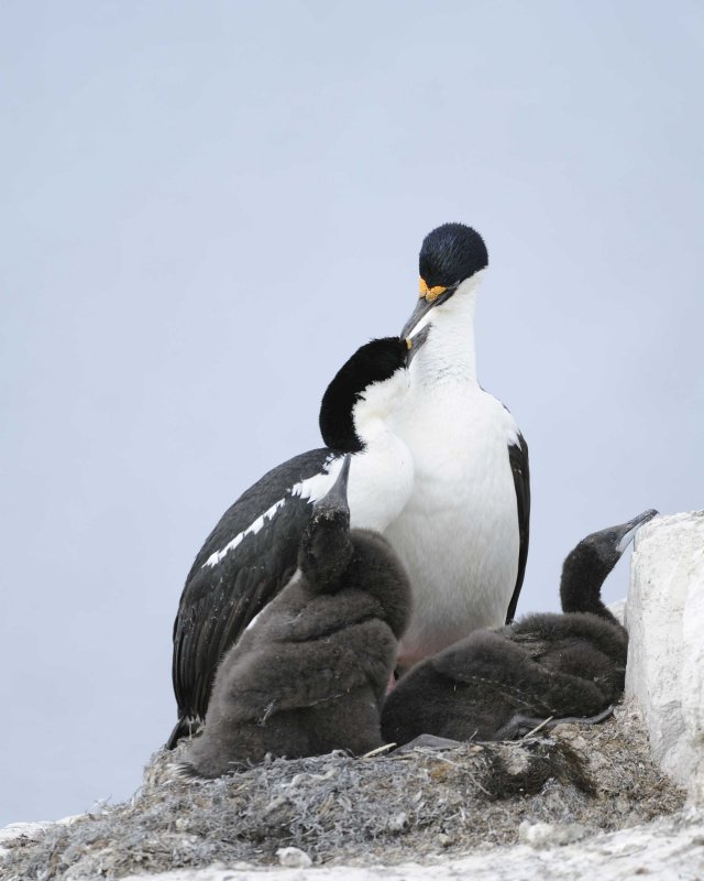 Antarctic Shag Pair with two chicks