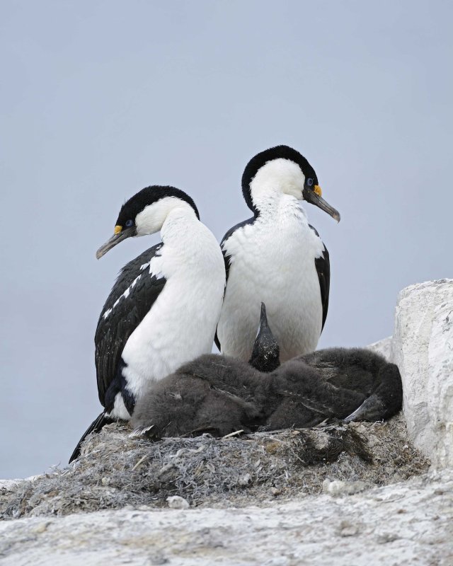 Antarctic Shag Pair with two chicks