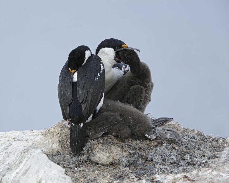 Antarctic Shag Pair with three chicks