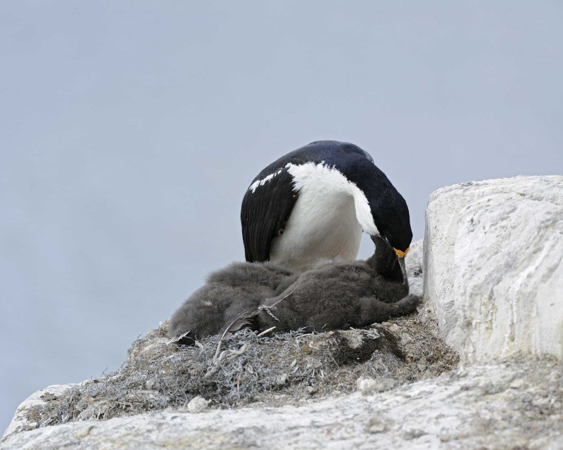 Antarctic Shag feeding chick