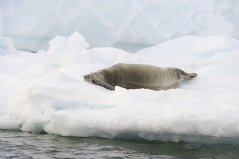 Crabeater Seal