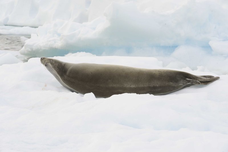Crabeater Seal