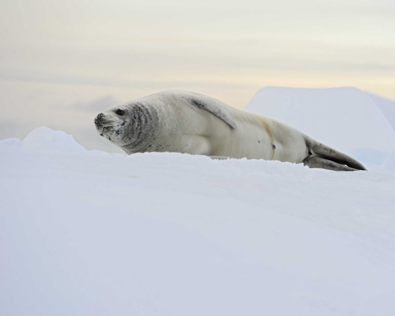 Crabeater Seal