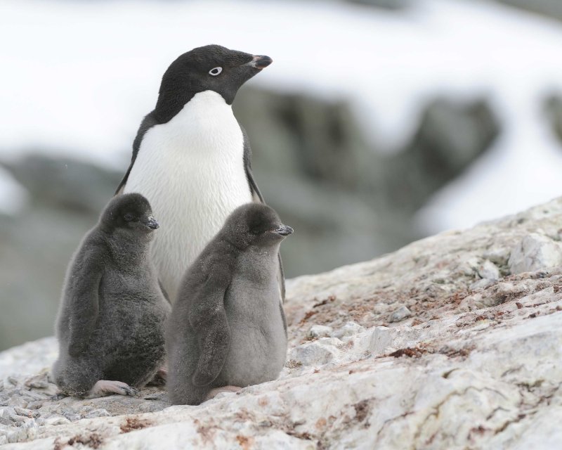 Adelie Penguin with two chicks