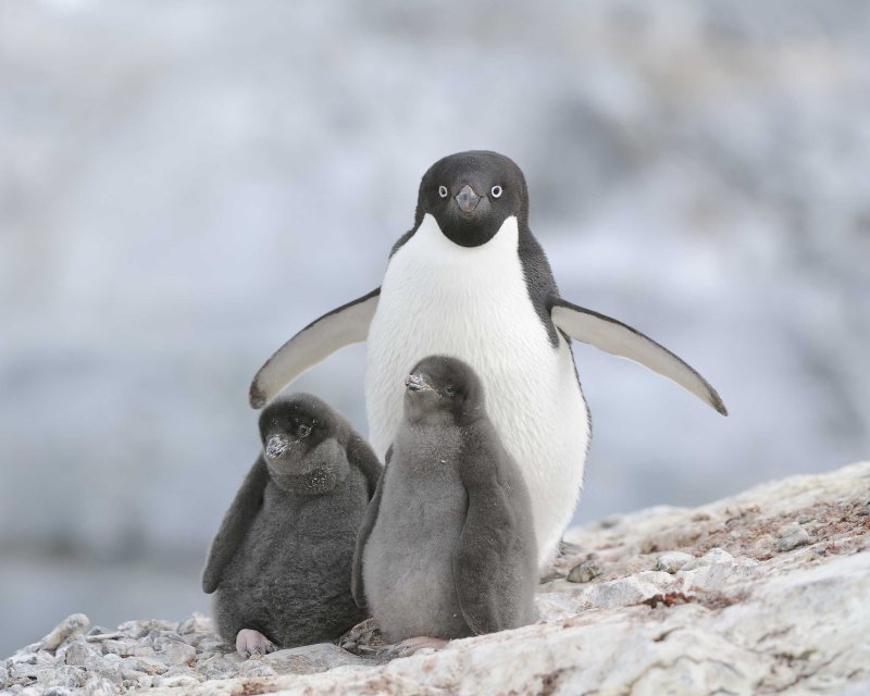 Adelie Penguin with two chicks