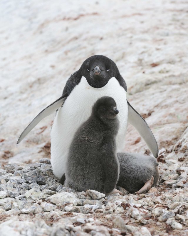 Adelie Penguin with two chicks