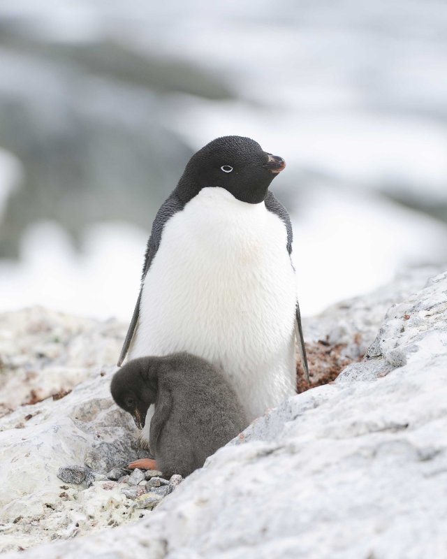 Yalour Island - Adelie Penguin with Chick