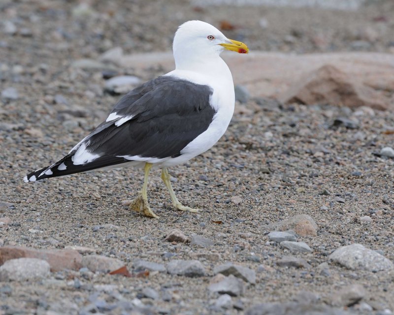 Kelp Gull