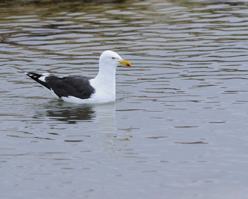 Swimming Kelp Gull