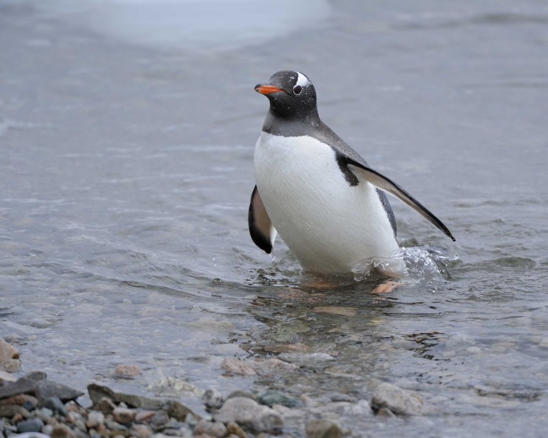 Gentoo Penguin coming out of water