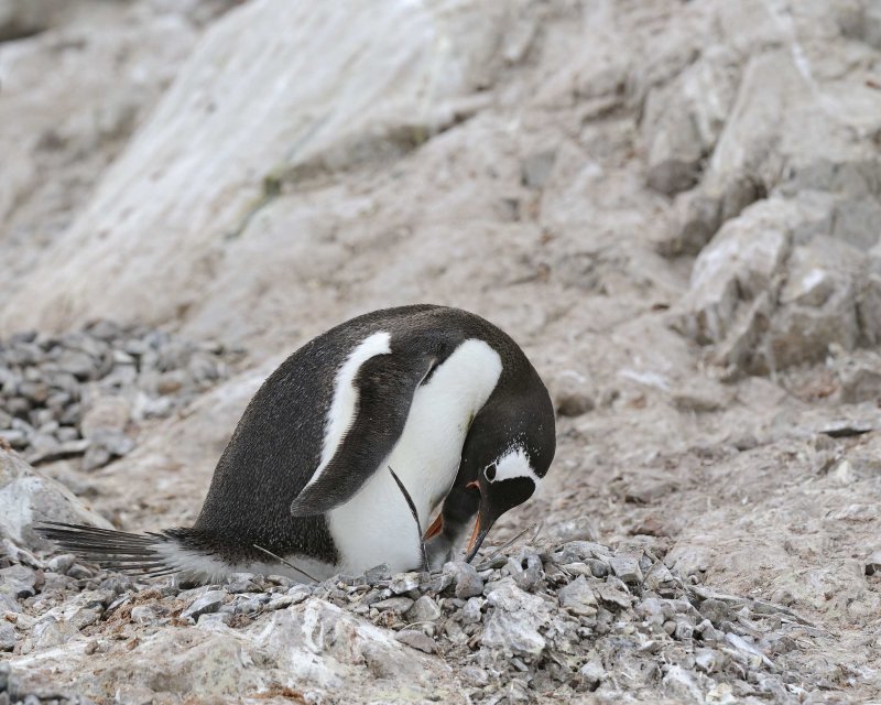 Gentoo Penguin feeding chick