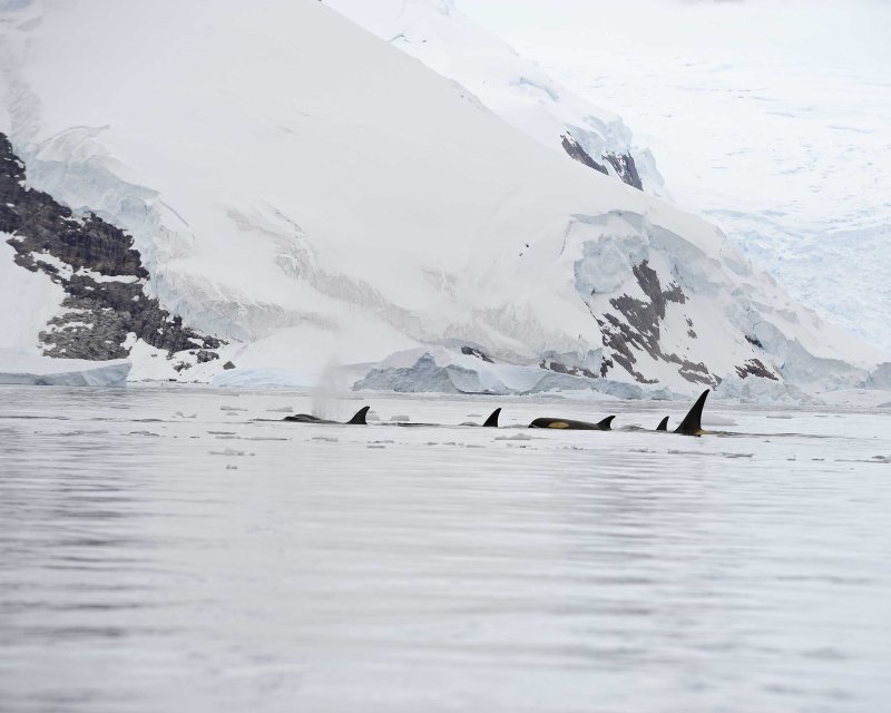 Orca Pod