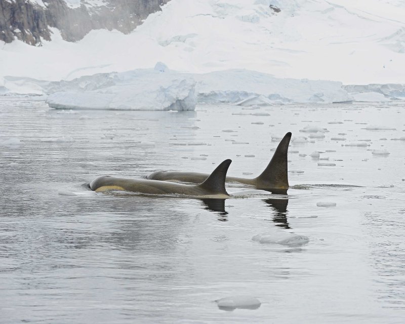 Two Orcas