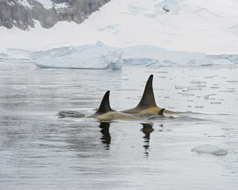 Two Adult Orcas with a Baby