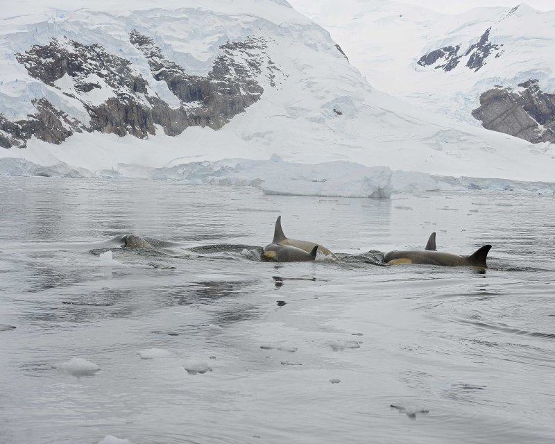 Orca Pod