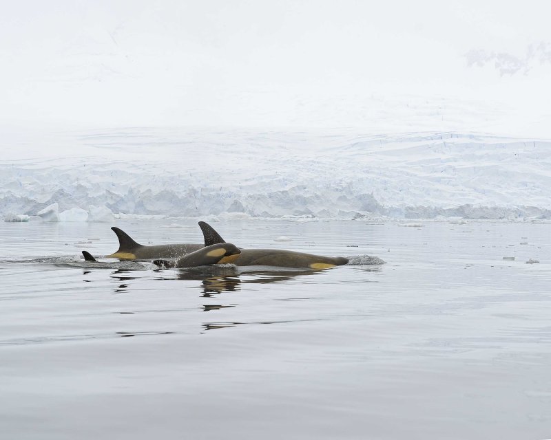 Orca Pod