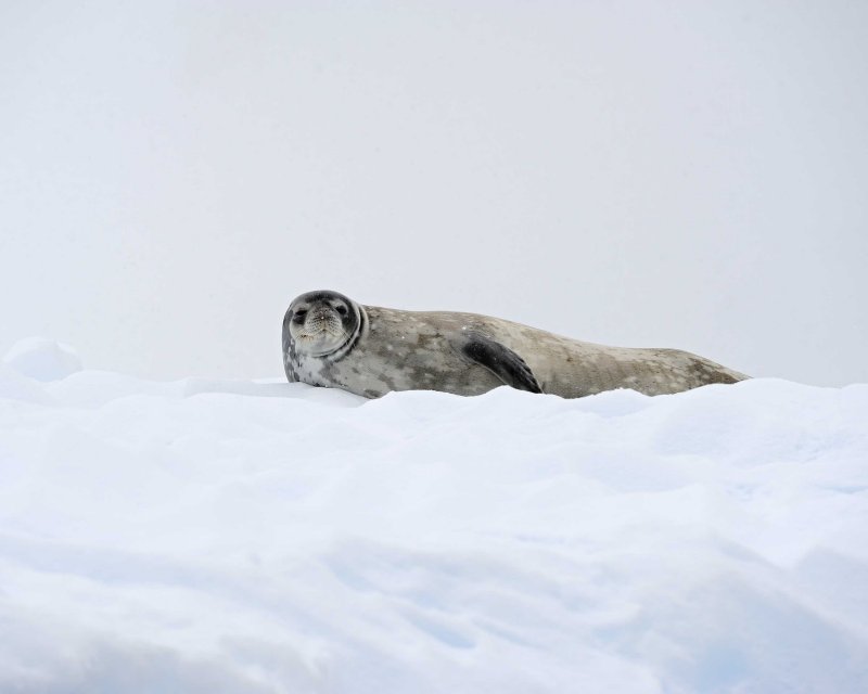 Crabeater Seal