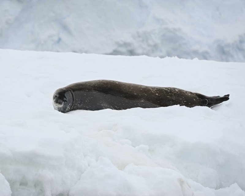 Weddell Seal