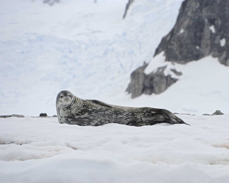 Weddell Seal 