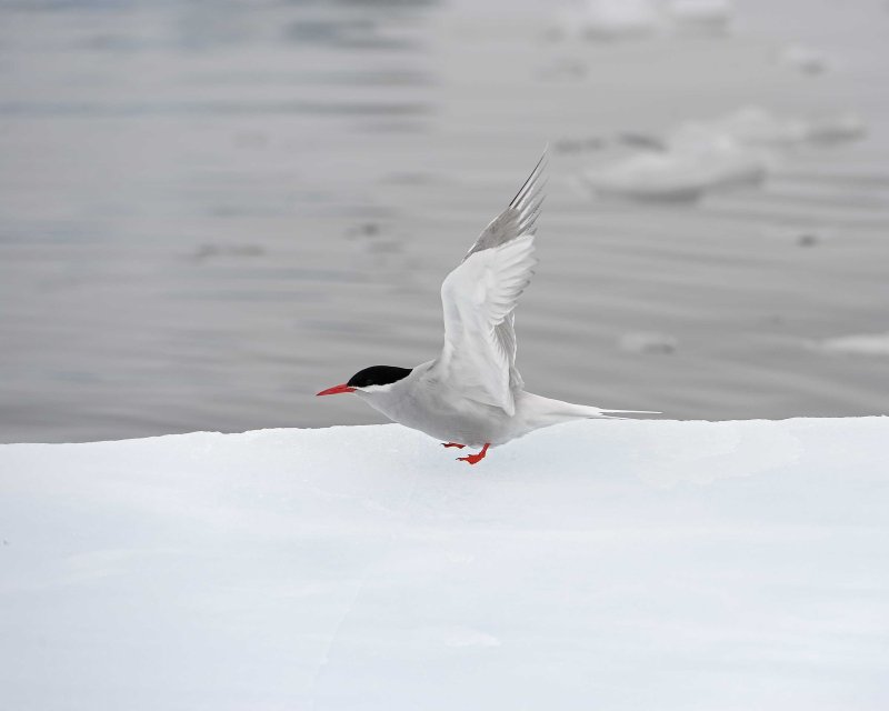 Antarctic Tern
