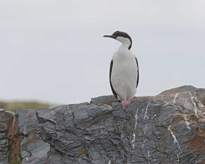 Blue-eyed Shag