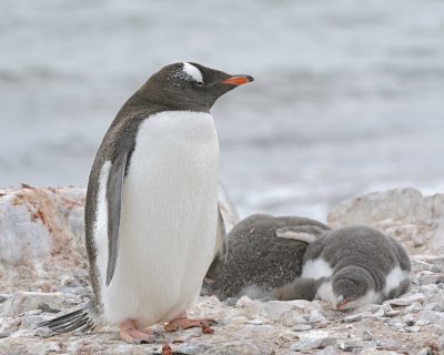 Adult Gentoo Penguin & 2 Chicks