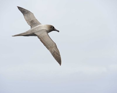 Gallery of Light-Mantled Sooty Albatross