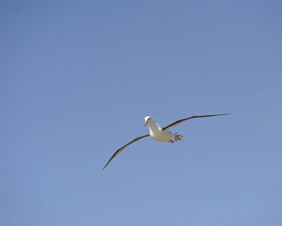 Albatross, Black-browed, flying-122413-New Island, Falkland Islands-#1472.jpg