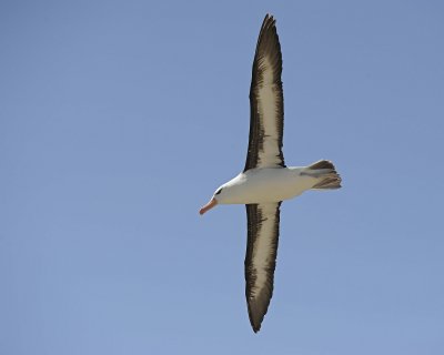 Albatross, Black-browed, flying-122413-New Island, Falkland Islands-#1482.jpg