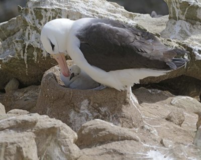 Albatross, Black-browed, w Chick-122413-New Island, Falkland Islands-#0728.jpg