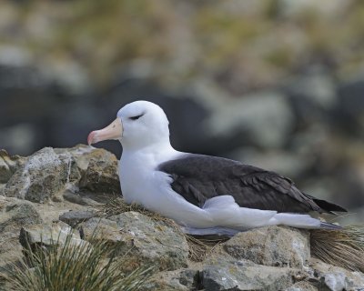 Albatross, Black-browed-122413-New Island, Falkland Islands-#0815.jpg