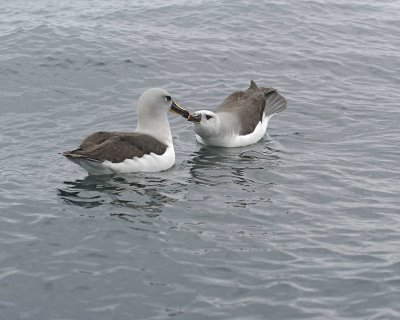Galleryof Grey-headed Albatross