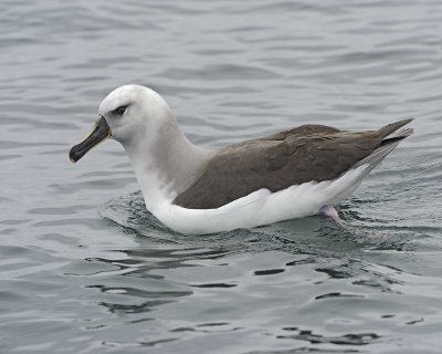 Albatross, Grey-headed, Sub-Adult-010314-Cooper Bay, S Georgia Island-#1382.jpg