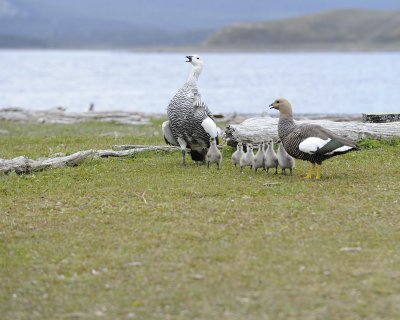 Goose, Upland, Male & Female w Goslings-122113-Martillo Island, Argentina-#0721.jpg