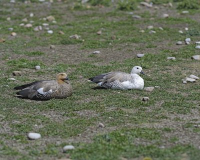 Goose, Upland, Male & Female-122513-Steeple Jason Island, Falkland Islands-#0882.jpg