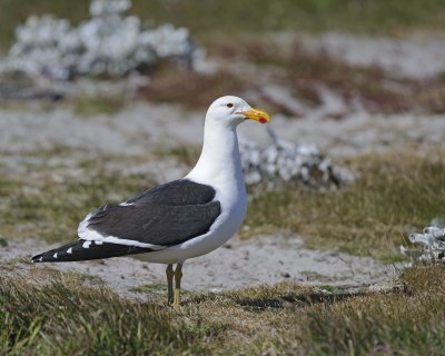 Gallery of Kelp Gull