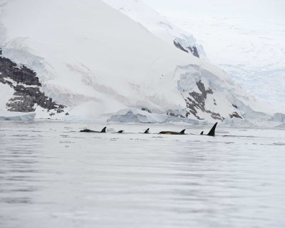 Orca-011214-Andvord Bay, Antarctic Peninsula-#0926.jpg