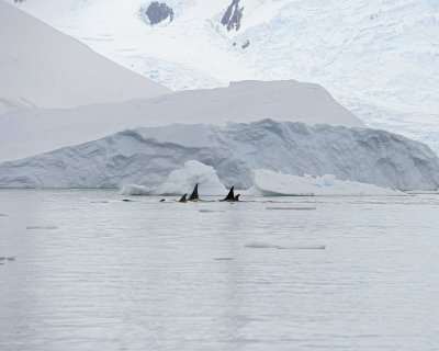 Orca-011214-Andvord Bay, Antarctic Peninsula-#1070.jpg