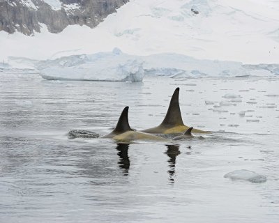 Orca-011214-Andvord Bay, Antarctic Peninsula-#1208.jpg