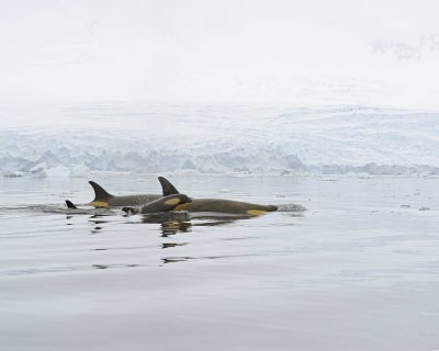 Orca-011214-Andvord Bay, Antarctic Peninsula-#1311.jpg