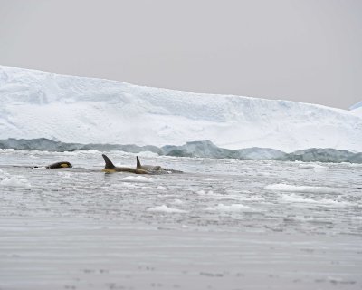 Orca-011214-Andvord Bay, Antarctic Peninsula-#1347.jpg