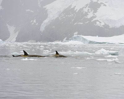 Orca-011214-Andvord Bay, Antarctic Peninsula-#1439.jpg