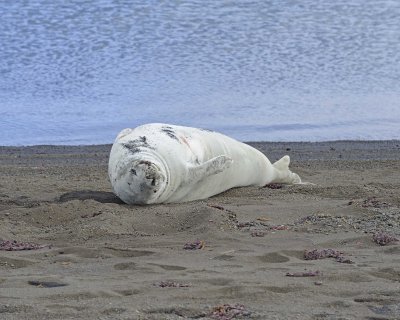 Seal, Crabeater-010814-Telefon Bay, Deception Island-#1488.jpg