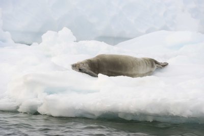 Seal, Crabeater-011014-Booth Island, Antarctic Peninsula-#3912.jpg