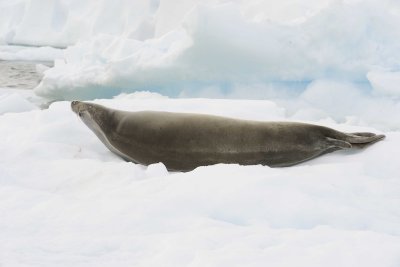 Seal, Crabeater-011014-Booth Island, Antarctic Peninsula-#3914.jpg