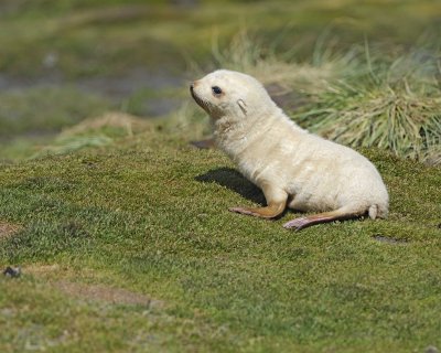 Seal, Antarctic Fur, Blond Pup-123013-Fortuna Bay, S Georgia Island-#0907.jpg