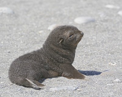 Seal, Antarctic Fur, Pup-122913-Bay of Isles, Salisbury Plain, S Georgia Island-#0018.jpg
