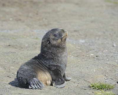 Seal, Antarctic Fur, Pup-122913-Bay of Isles, Salisbury Plain, S Georgia Island-#0863.jpg
