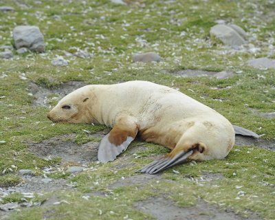 Seal, Antarctic Fur, Yearling, Blond-010114-St Andrews Bay, S Georgia Island-#1224.jpg