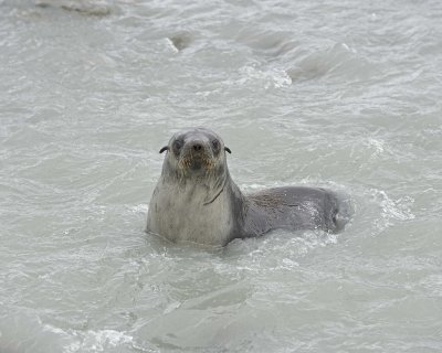 Seal, Antarctic Fur-010114-St Andrews Bay, S Georgia Island-#1323.jpg
